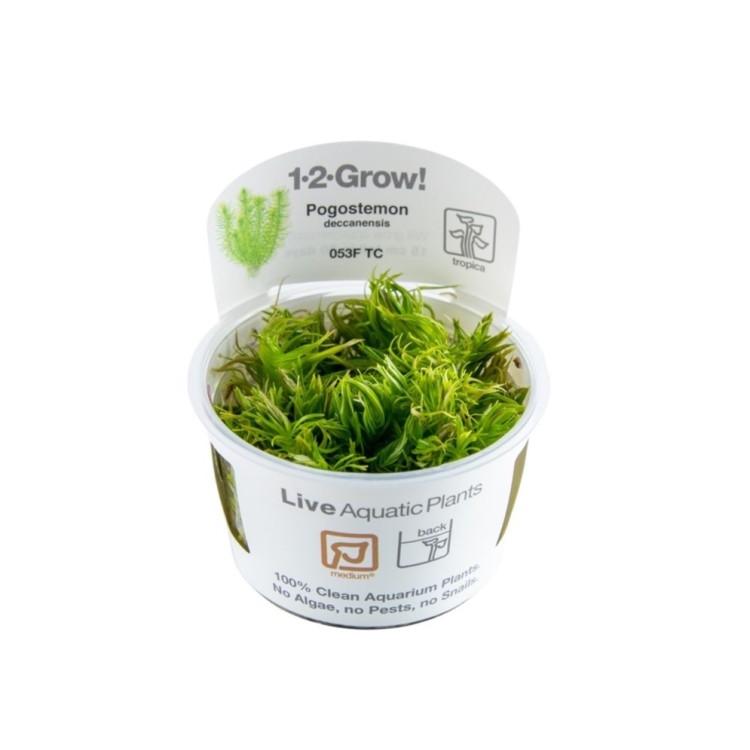 Planta acvariu Pogostemon Deccanensis(Erectus) in vitro Tropica - imagine 5